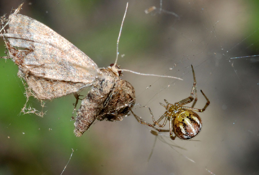 Phylloneta sp. (Theridiidae).